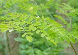Moringa oleifera leaves are effective for hypersensitivity and formation of biomimetic cementum tissue